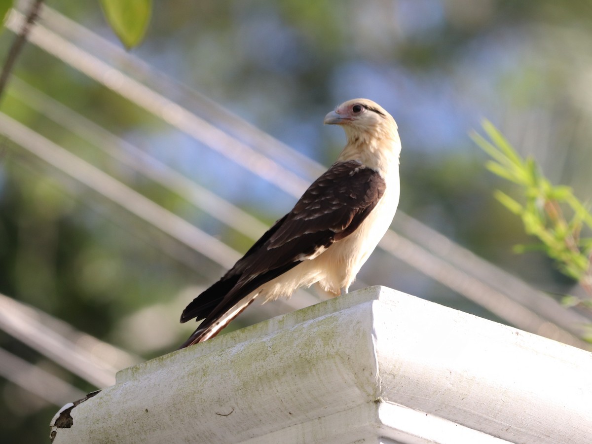 Yellow-headed Caracara - ML646955464