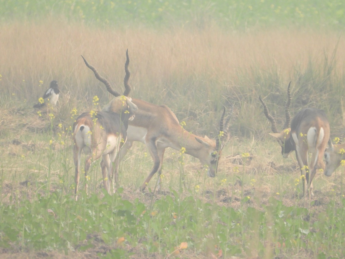 זרון עקוד - ML646955465