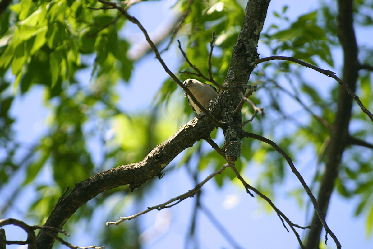 White-breasted Nuthatch - ML646955468