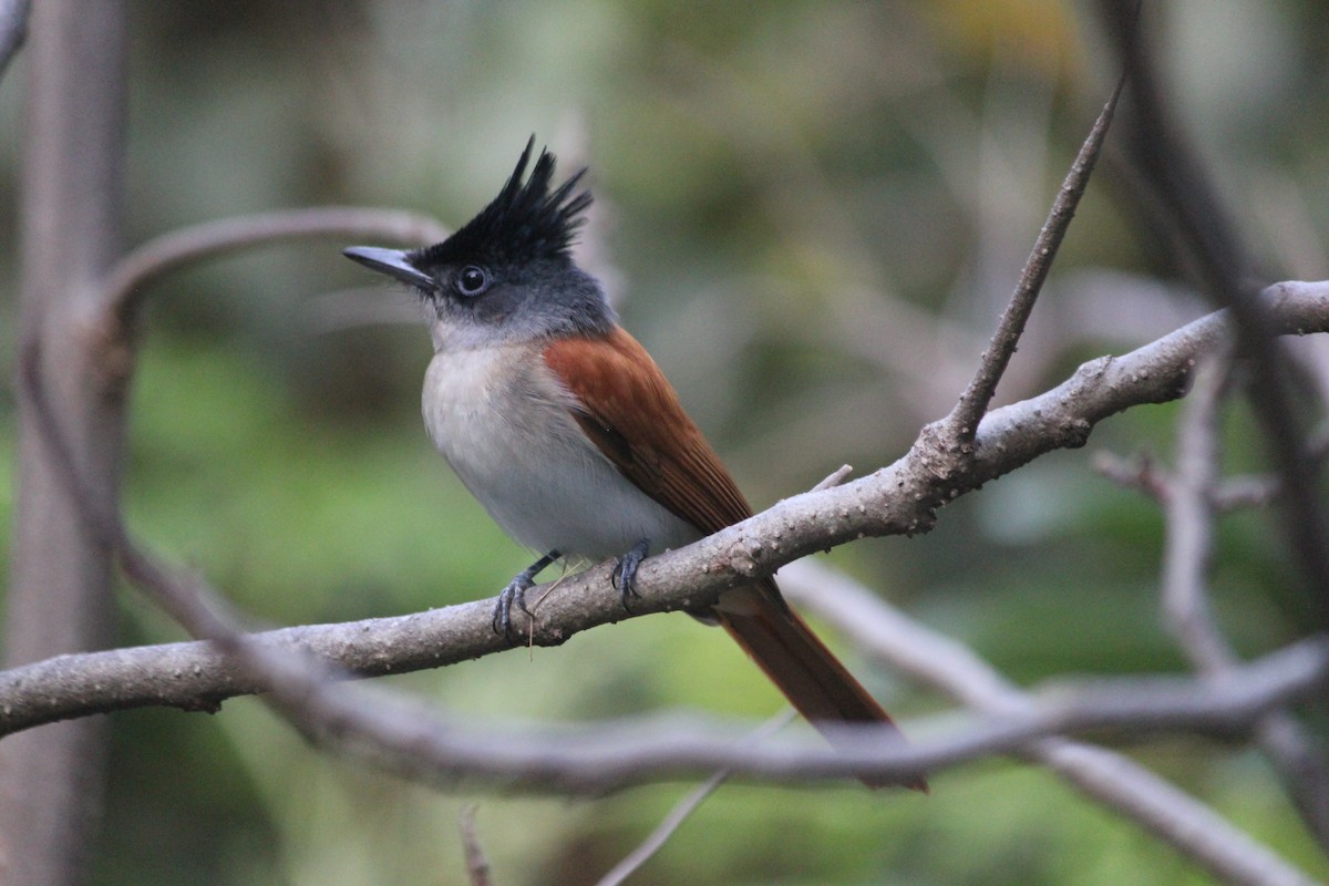 Indian Paradise-Flycatcher - ML646955469