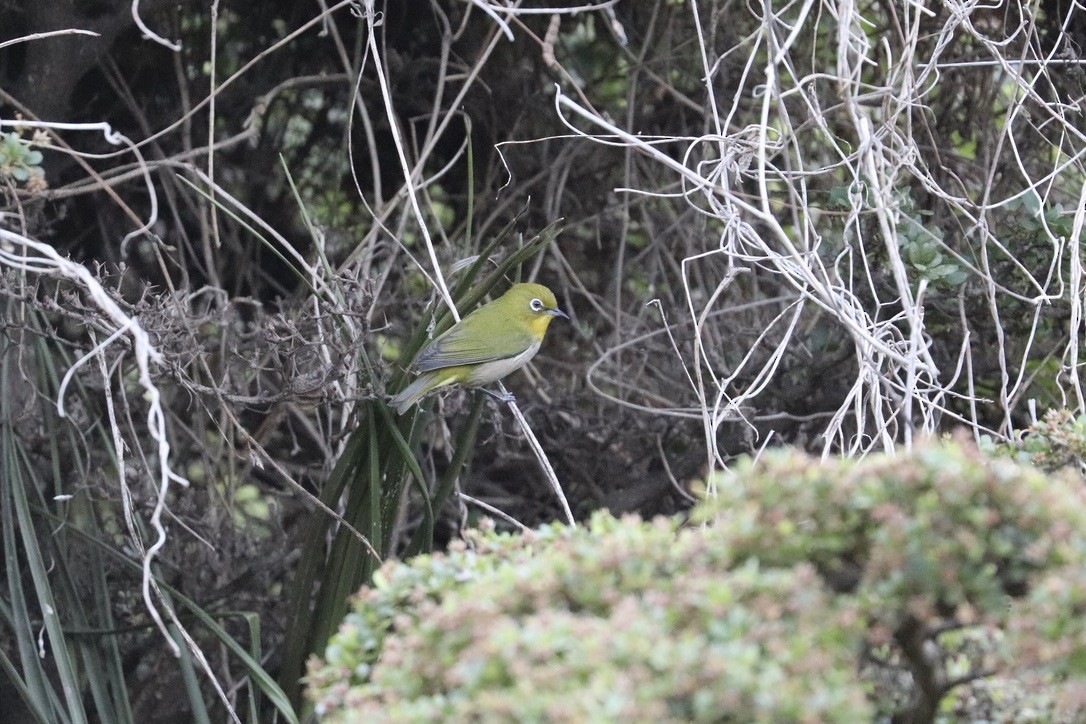Warbling White-eye - ML646955471