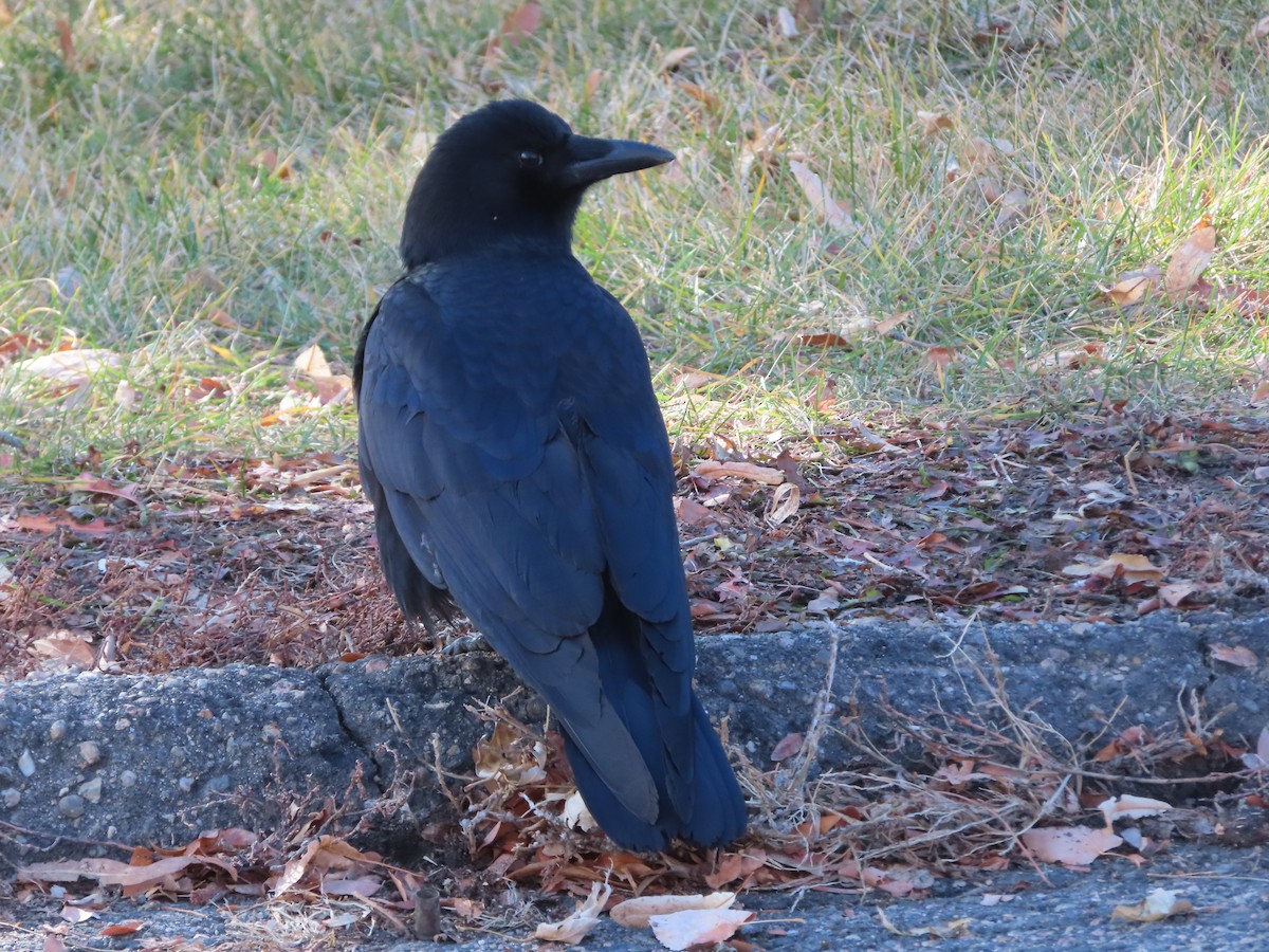 American Crow - ML646955472
