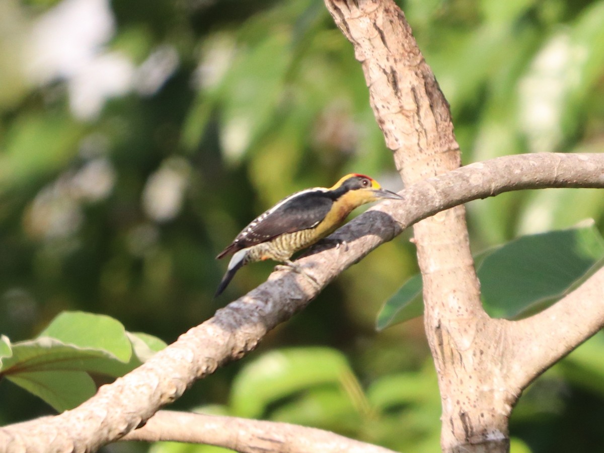 Golden-naped Woodpecker - ML646955473