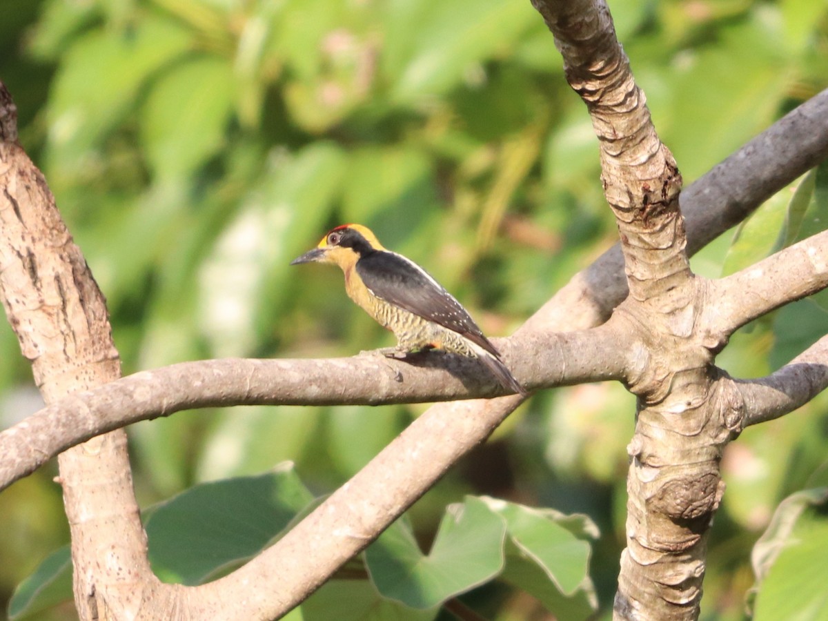 Golden-naped Woodpecker - ML646955474