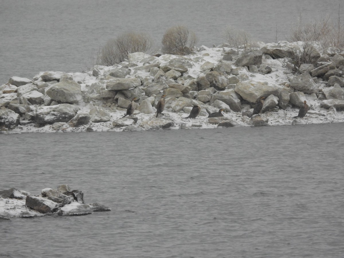 קורמורן אמריקני - ML646955475