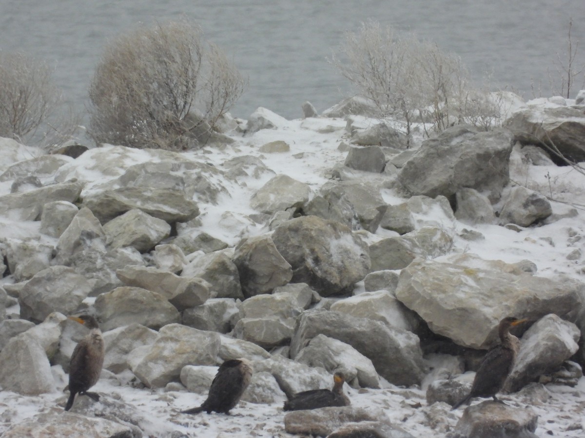 קורמורן אמריקני - ML646955476
