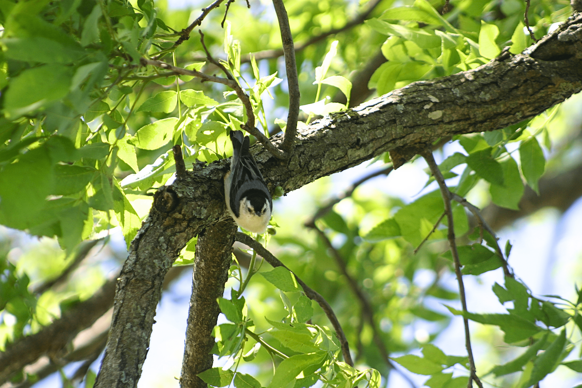 White-breasted Nuthatch - ML646955477
