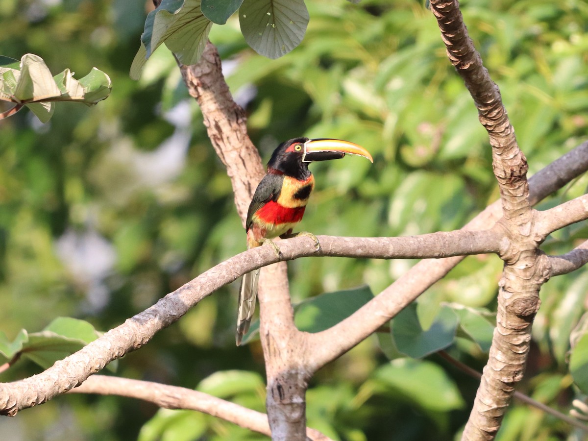 Fiery-billed Aracari - ML646955478