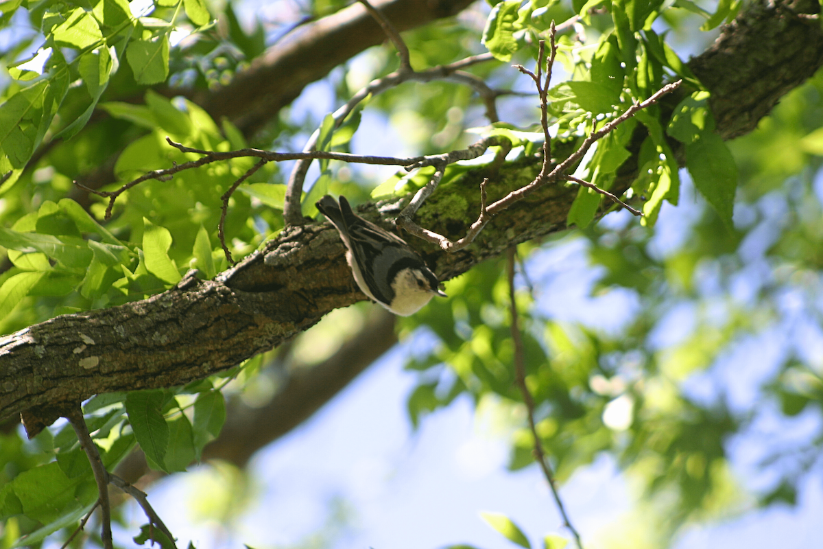 White-breasted Nuthatch - ML646955479