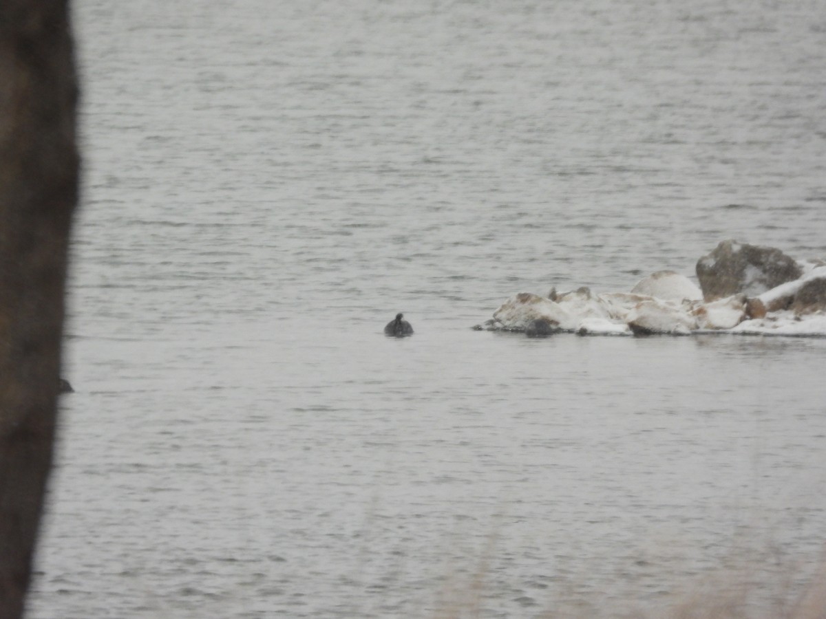 אגמית אמריקנית - ML646955480