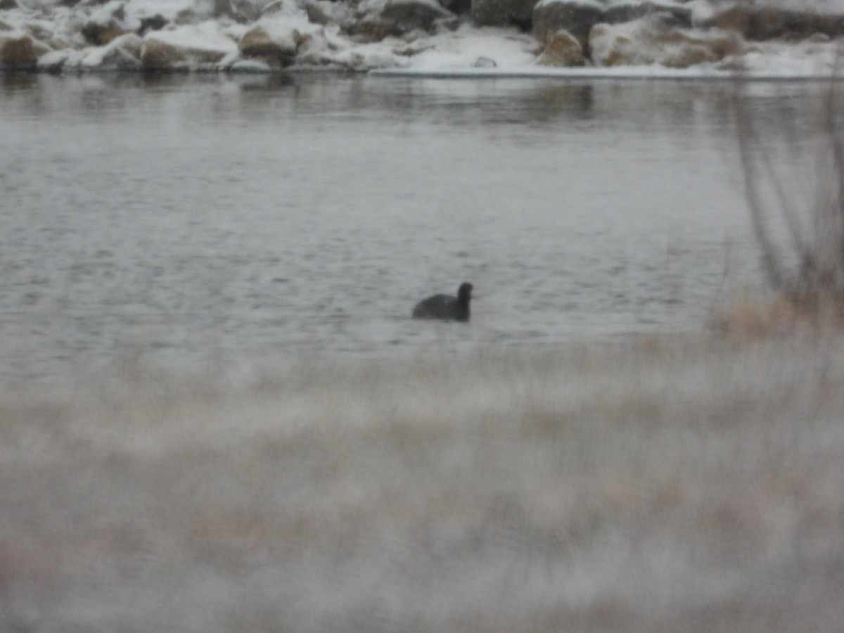 אגמית אמריקנית - ML646955481