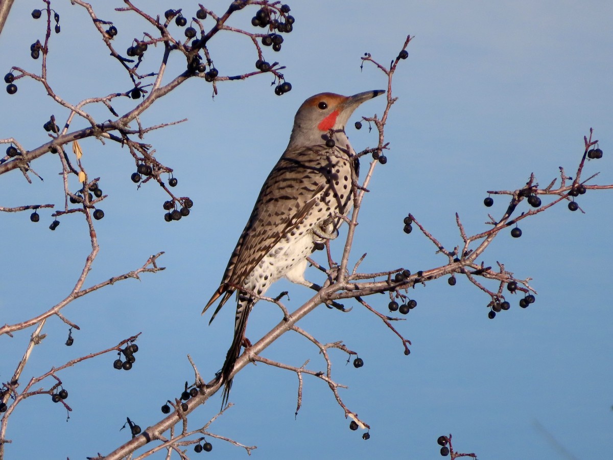 נקר צפון-אמריקני - ML646955482