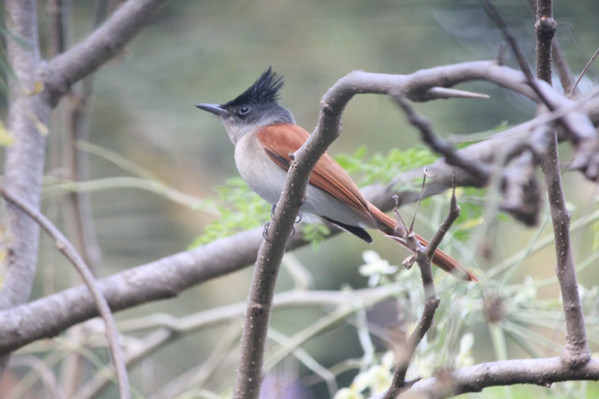 Indian Paradise-Flycatcher - ML646955483
