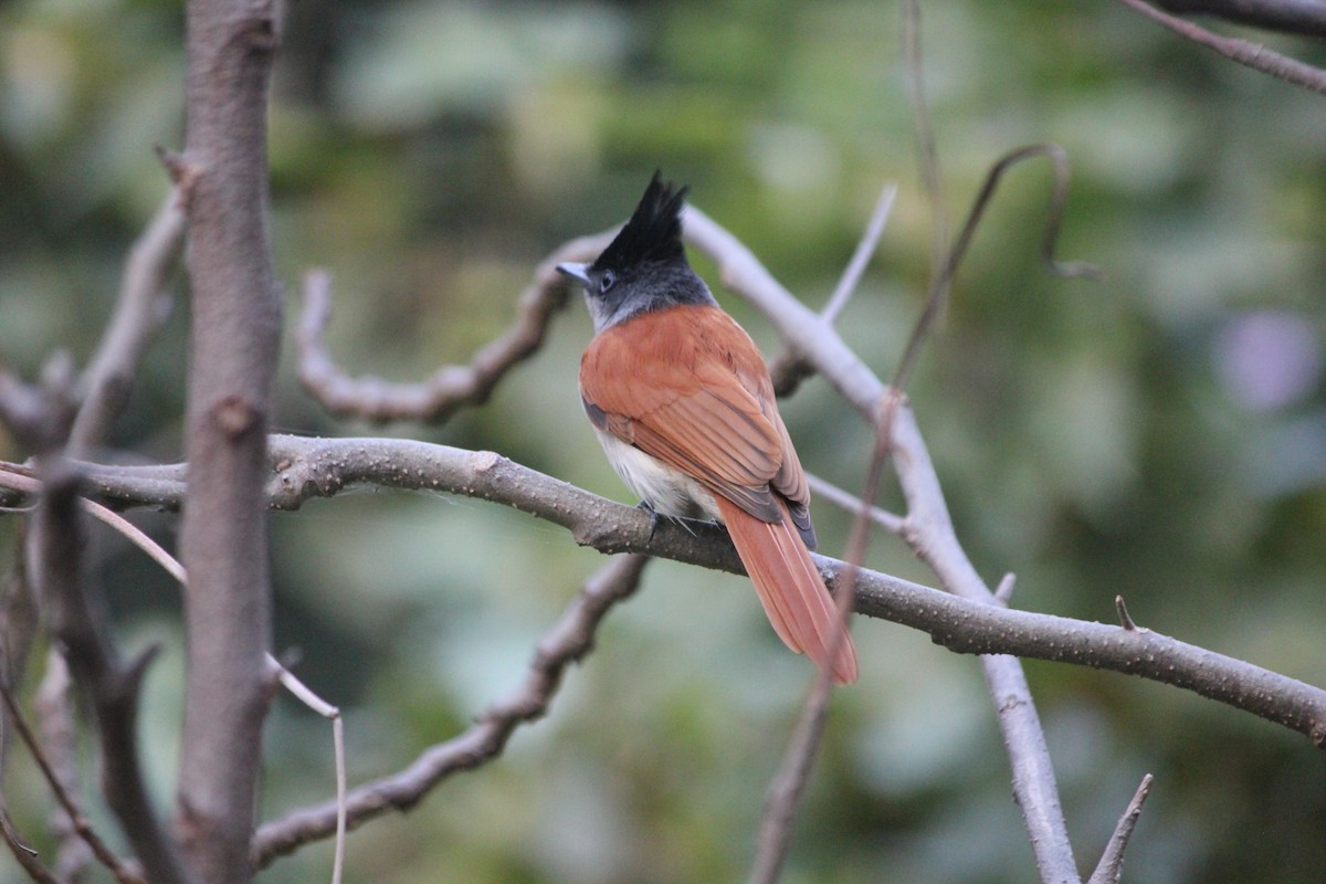 Indian Paradise-Flycatcher - ML646955484