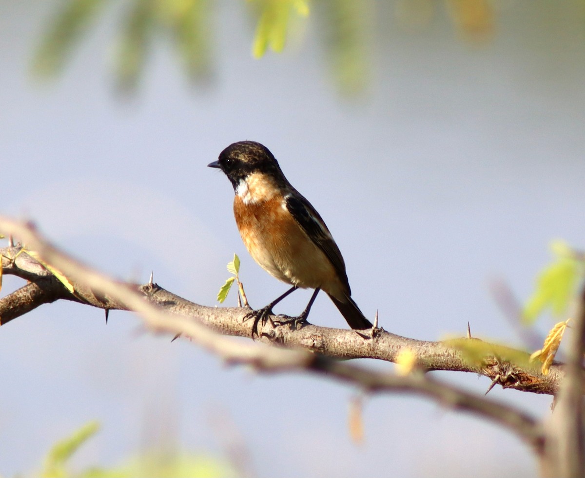 דוחל מזרחי - ML646955485