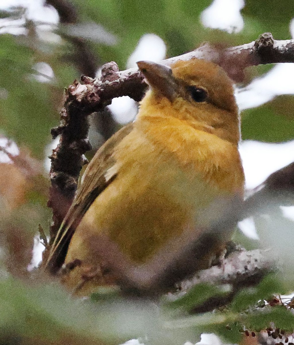 Алая пиранга - ML646955486