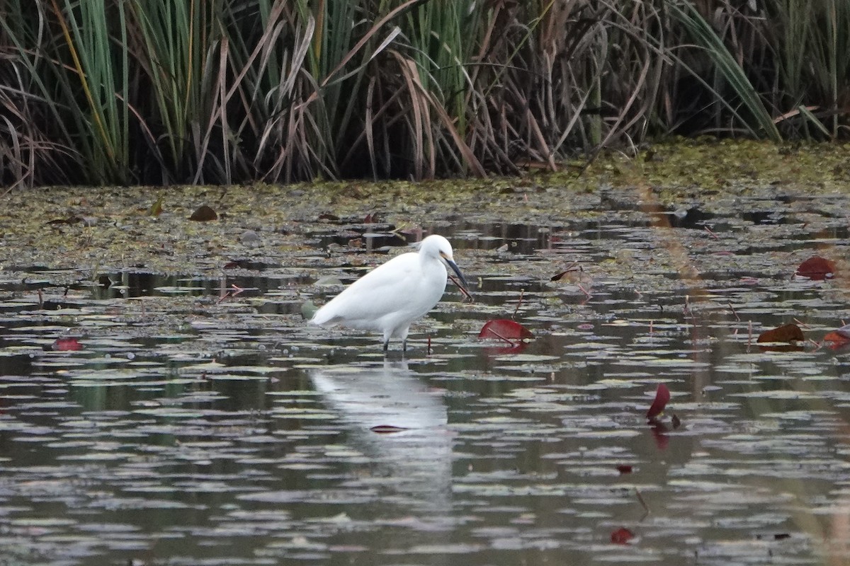 לבנית אמריקנית - ML646955487