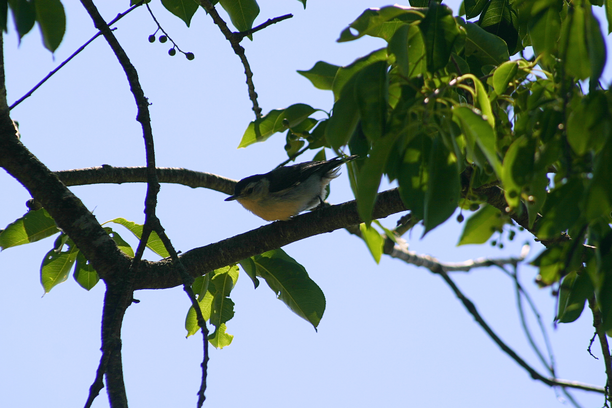 White-breasted Nuthatch - ML646955489