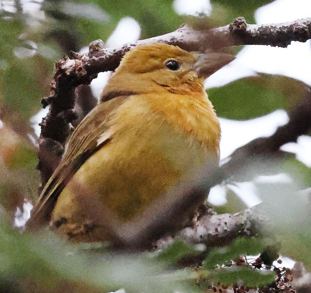 Алая пиранга - ML646955490