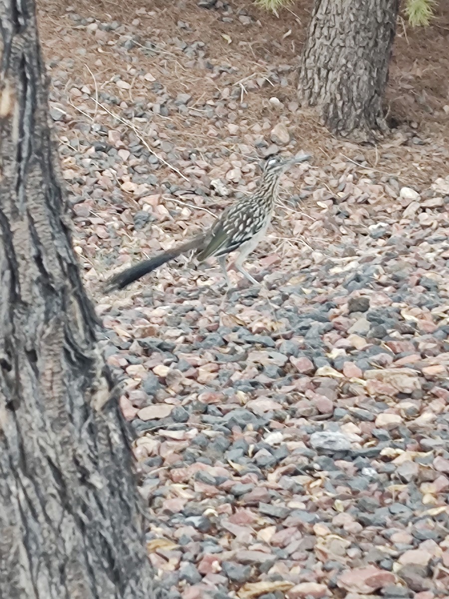 Greater Roadrunner - ML646955491