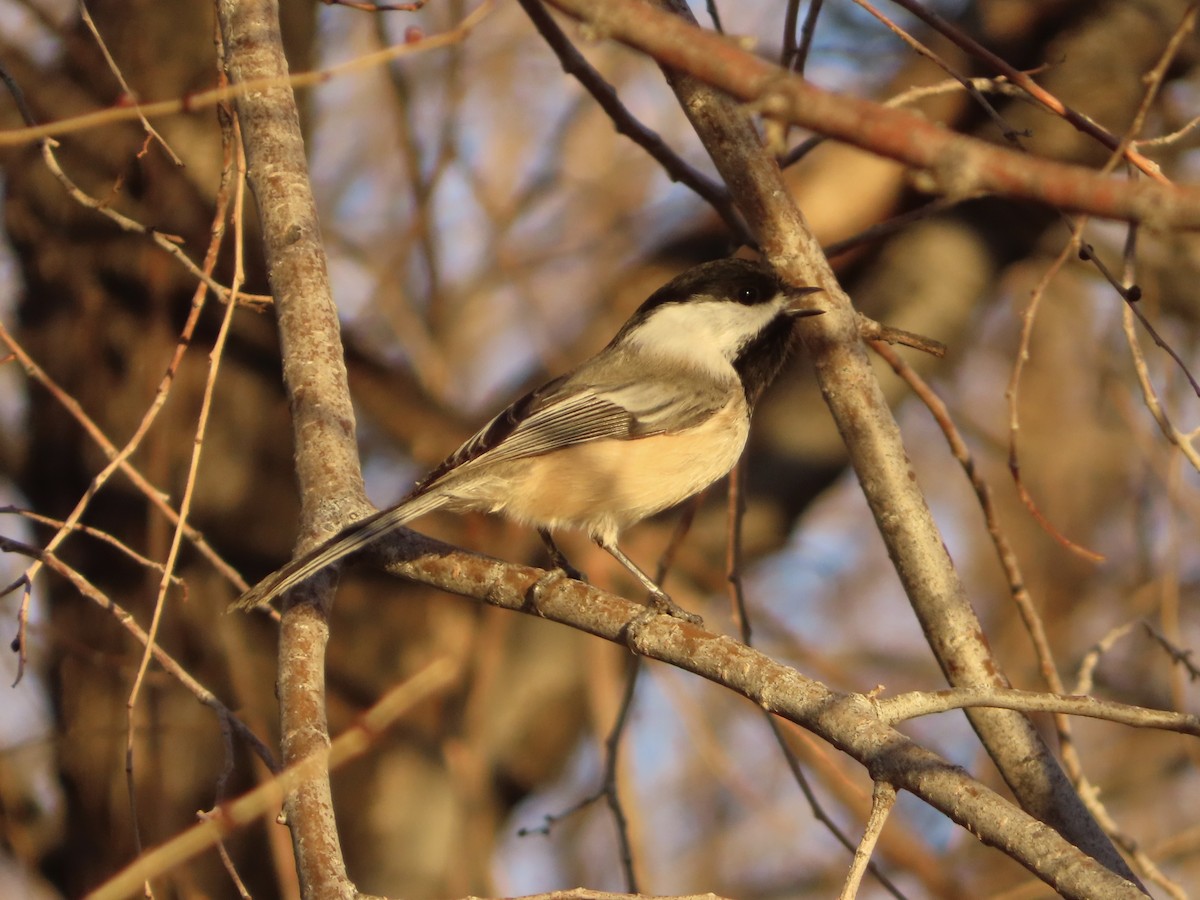 Mésange à tête noire - ML646955493