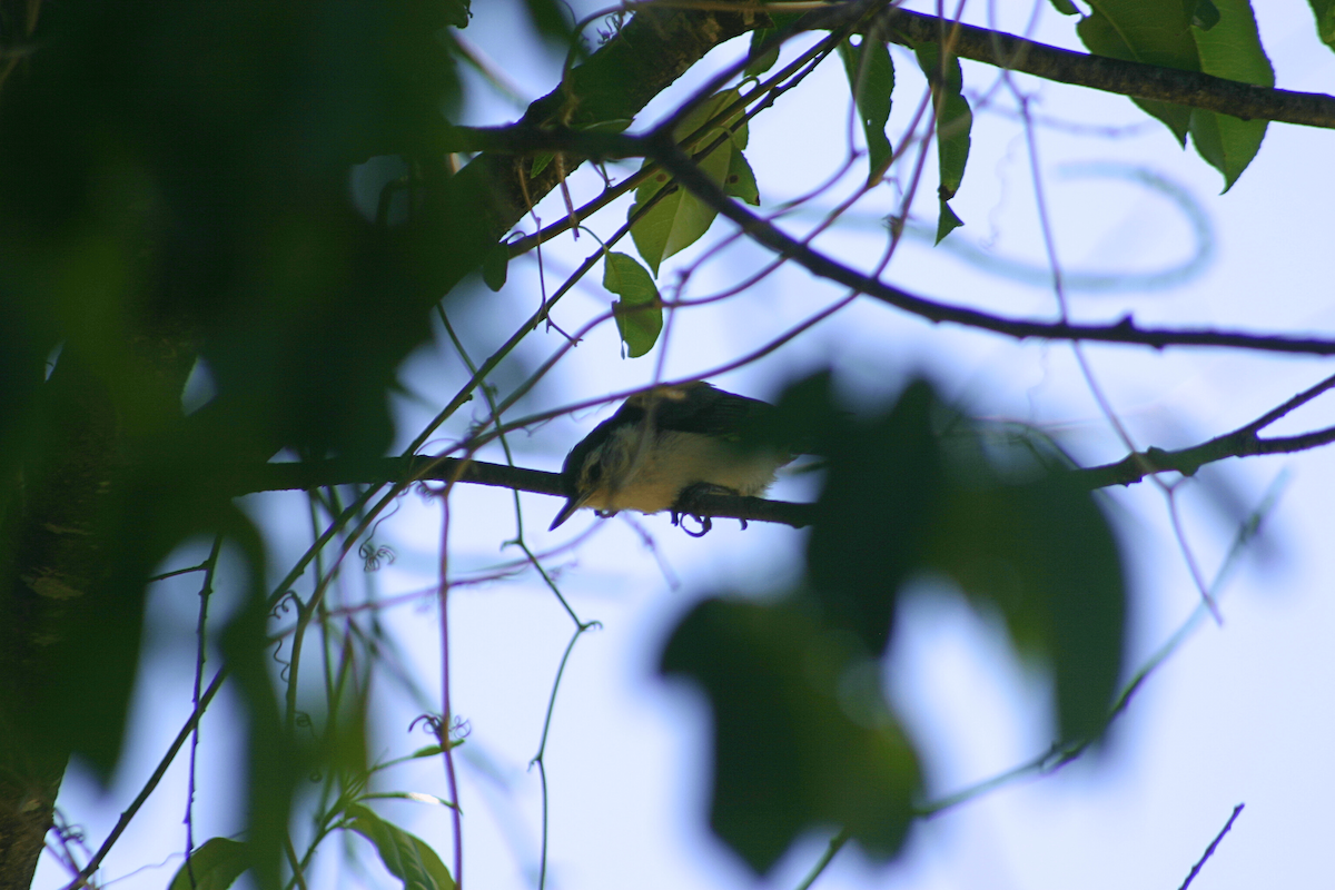 White-breasted Nuthatch - ML646955495