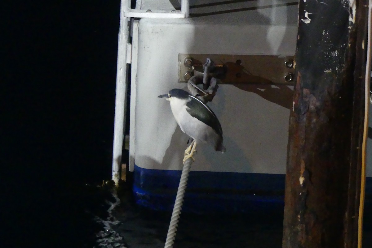 Amiltxori arrunta - ML646955515