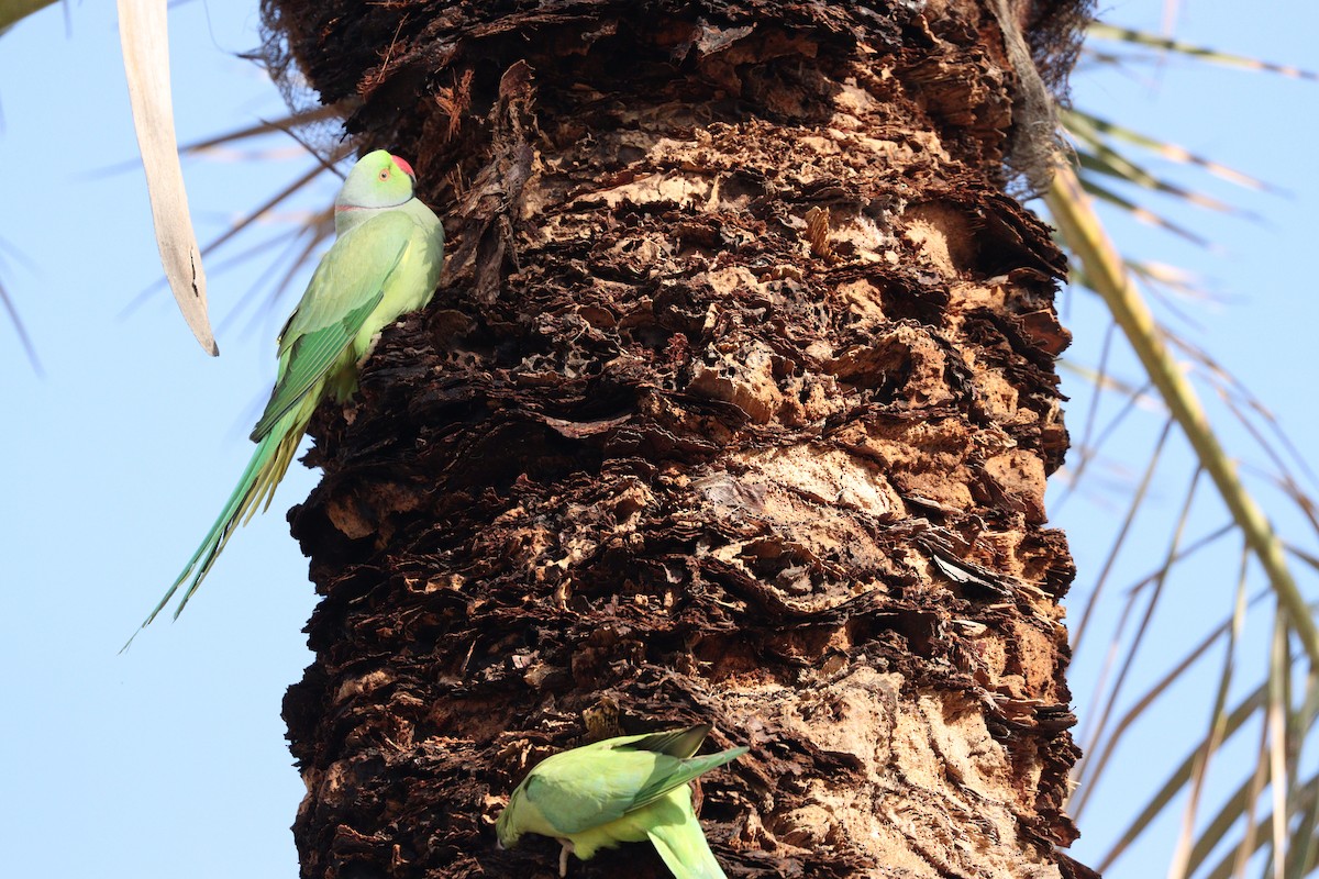 Papagai lepokoduna - ML646955519