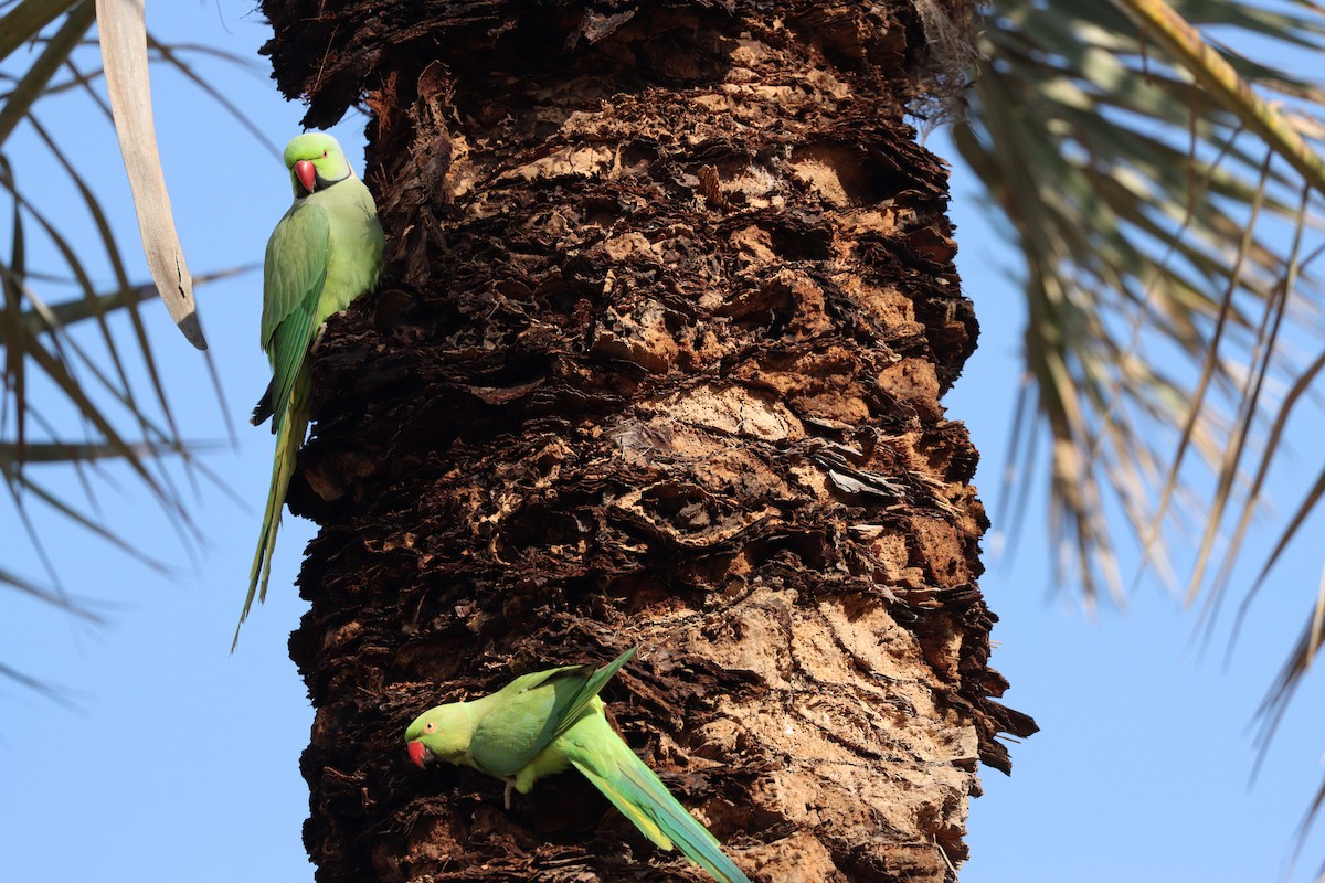 Papagai lepokoduna - ML646955520