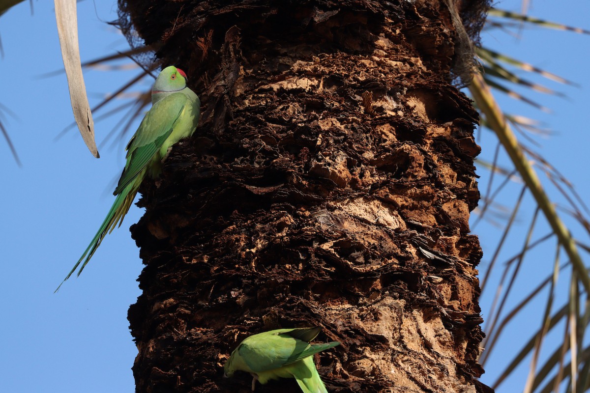 Papagai lepokoduna - ML646955521