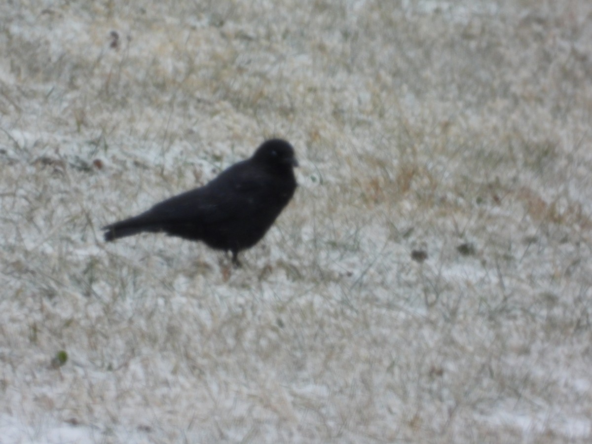 American Crow - ML646955524