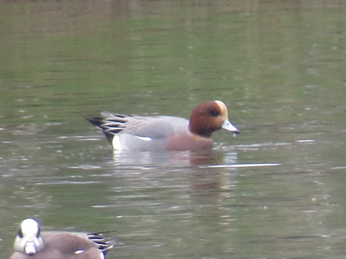 Ahate txistulari eurasiarra - ML646955525