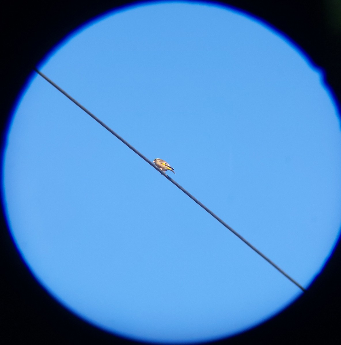 Oriental Greenfinch - ML646955527