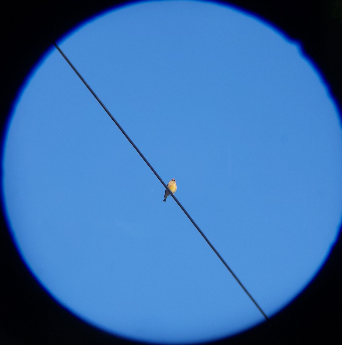 Oriental Greenfinch - ML646955528