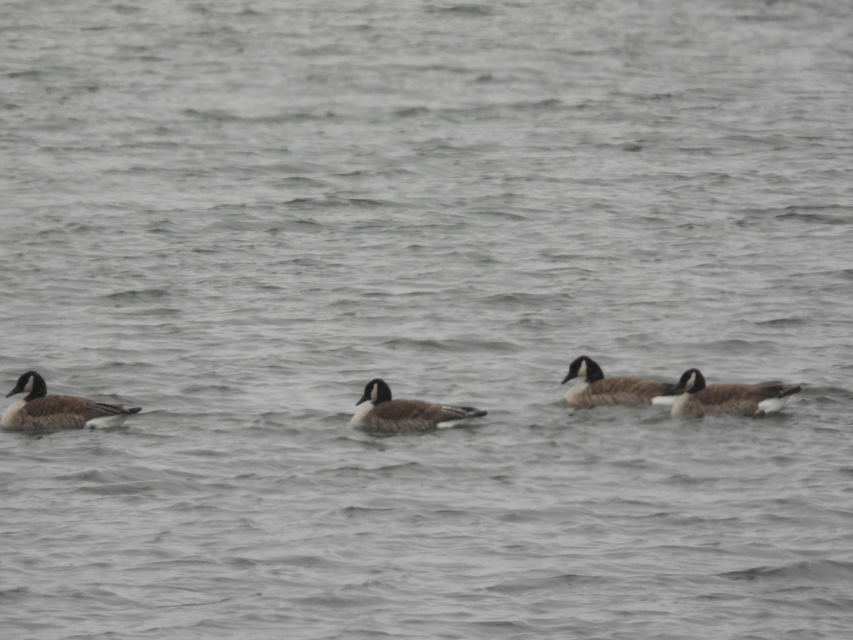 Branta kanadar handia - ML646955529