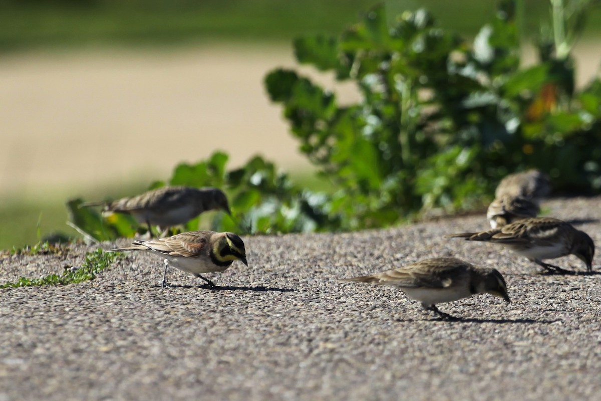 Horned Lark - ML646955530