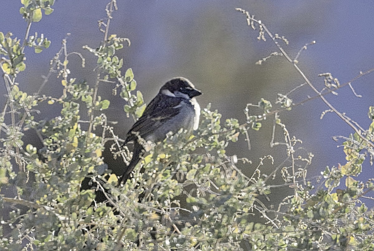 Etxe-txolarrea - ML646955531