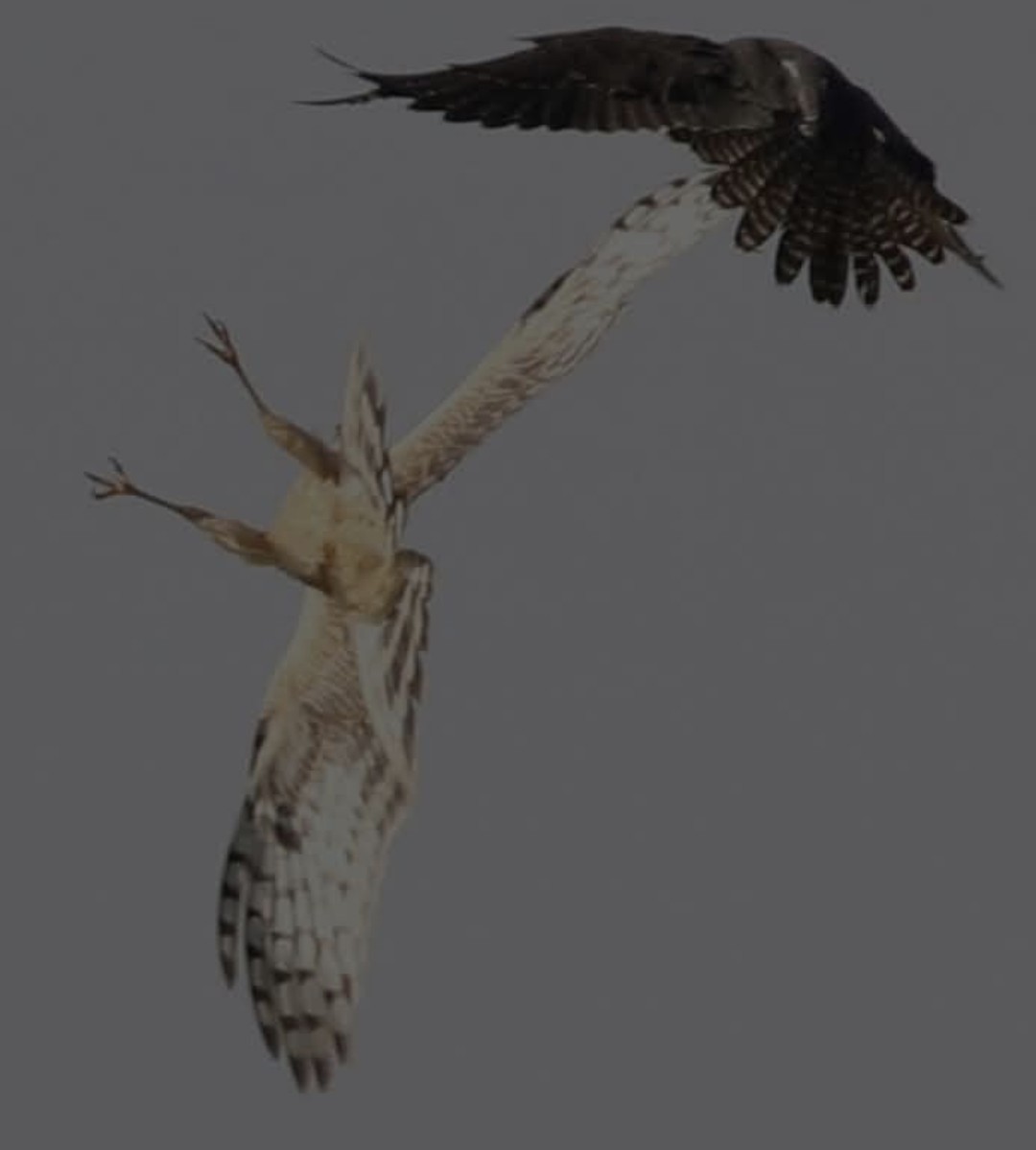 Mirotz zuri eurasiarra - ML646955532