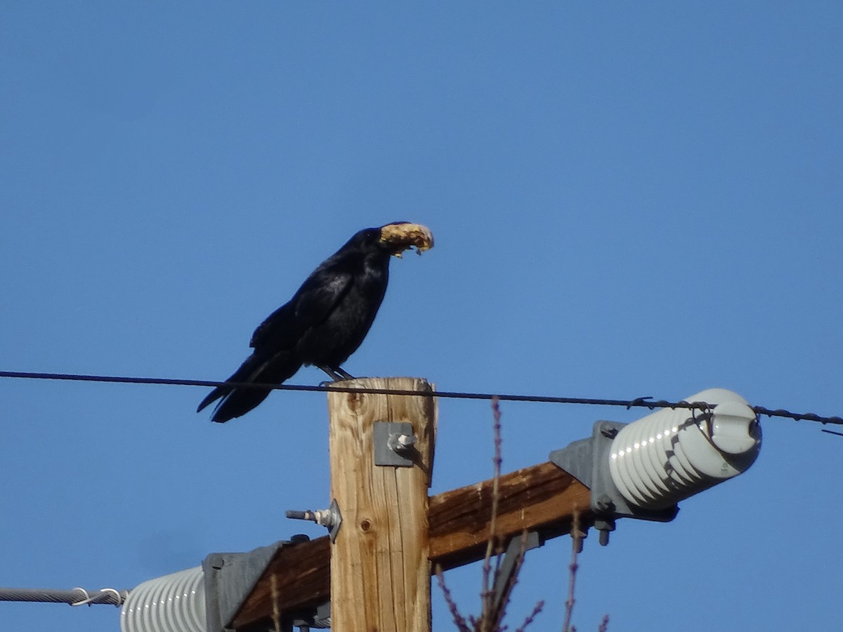 Common Raven - ML646955533
