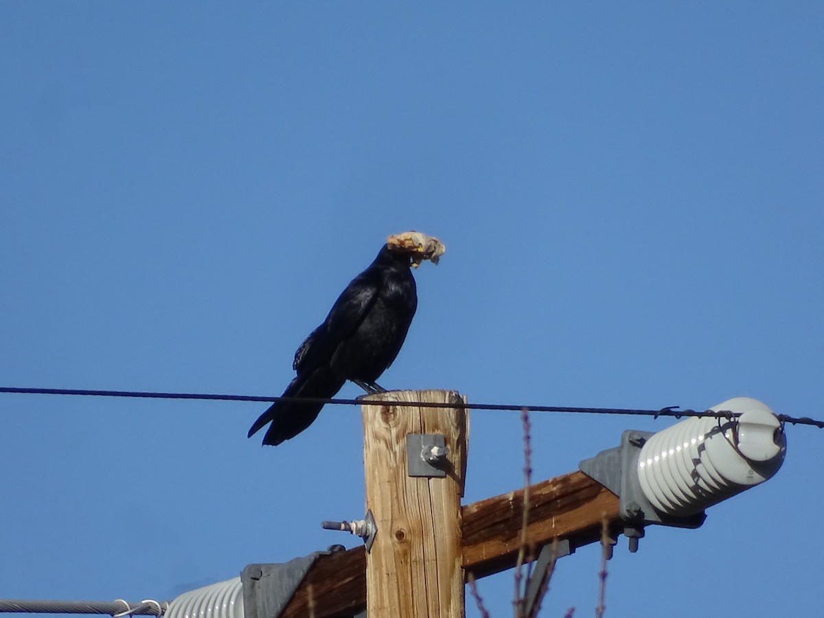 Common Raven - ML646955534