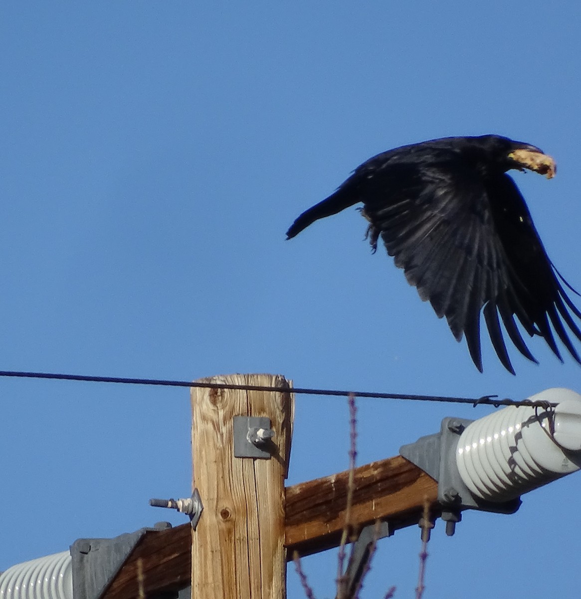 Common Raven - ML646955535