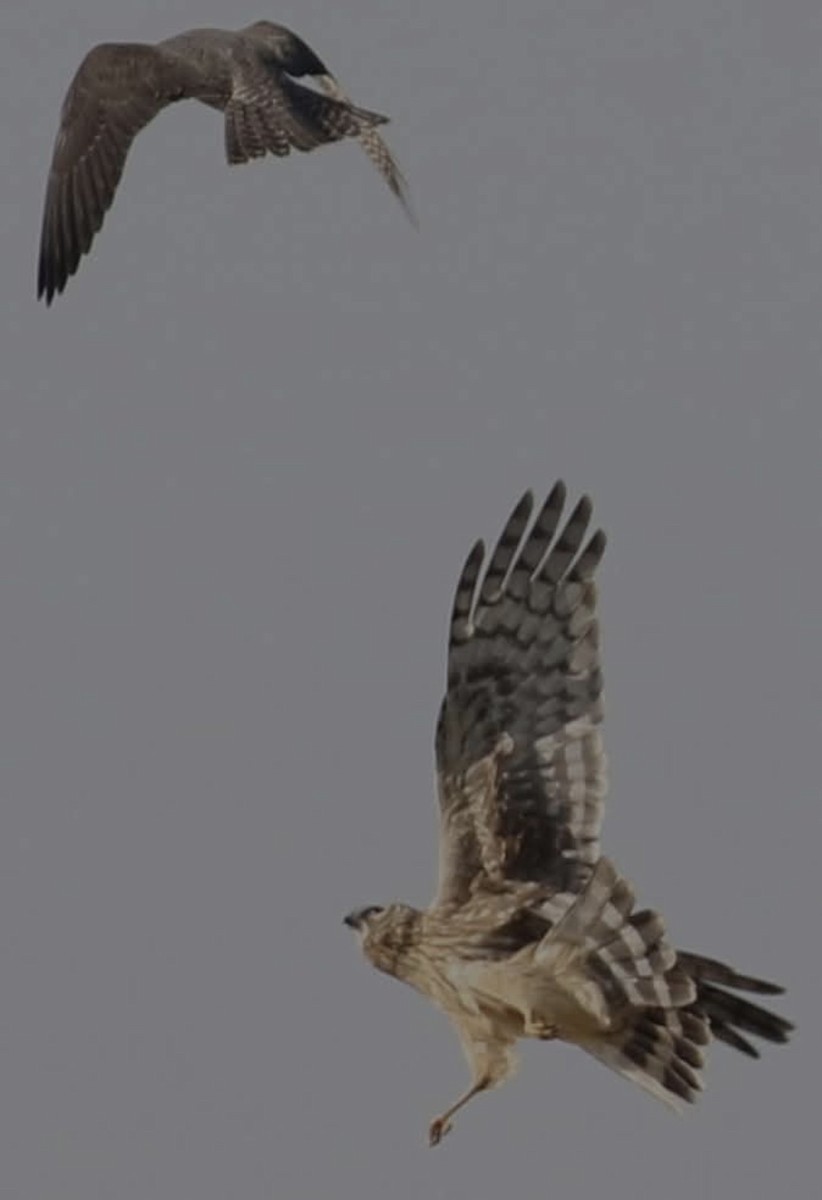 Mirotz zuri eurasiarra - ML646955536