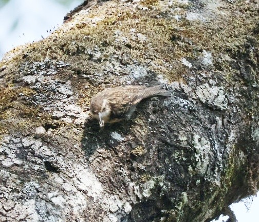 Gerri-txori himalaiarra - ML646955539