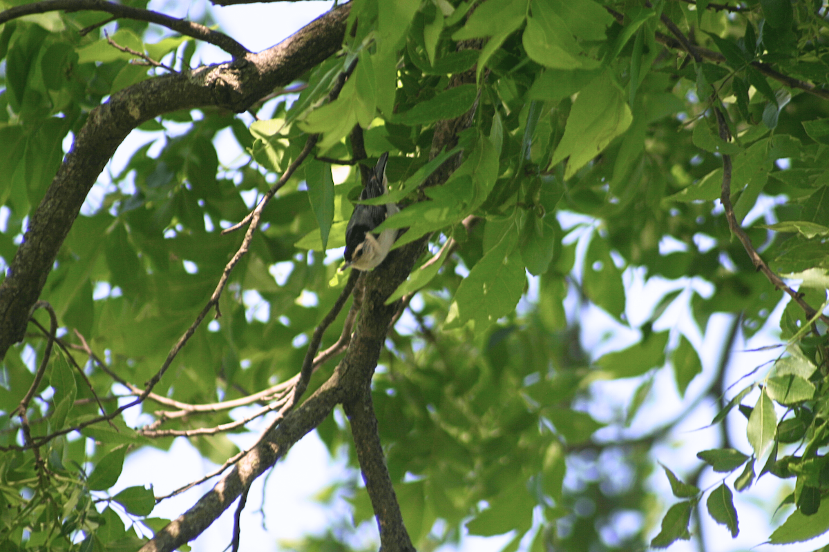 White-breasted Nuthatch - ML646955540