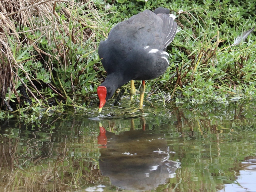 Common Gallinule (Hawaiian) - ML646955542