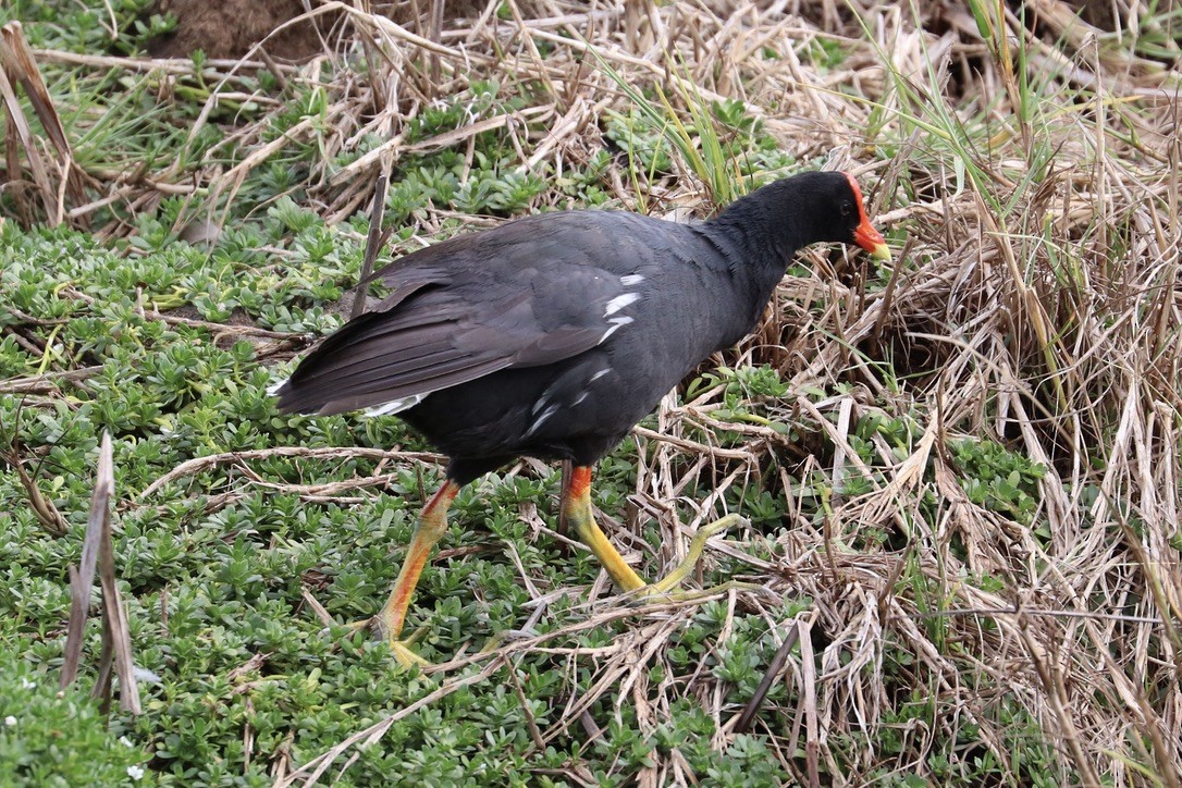 Common Gallinule (Hawaiian) - ML646955543