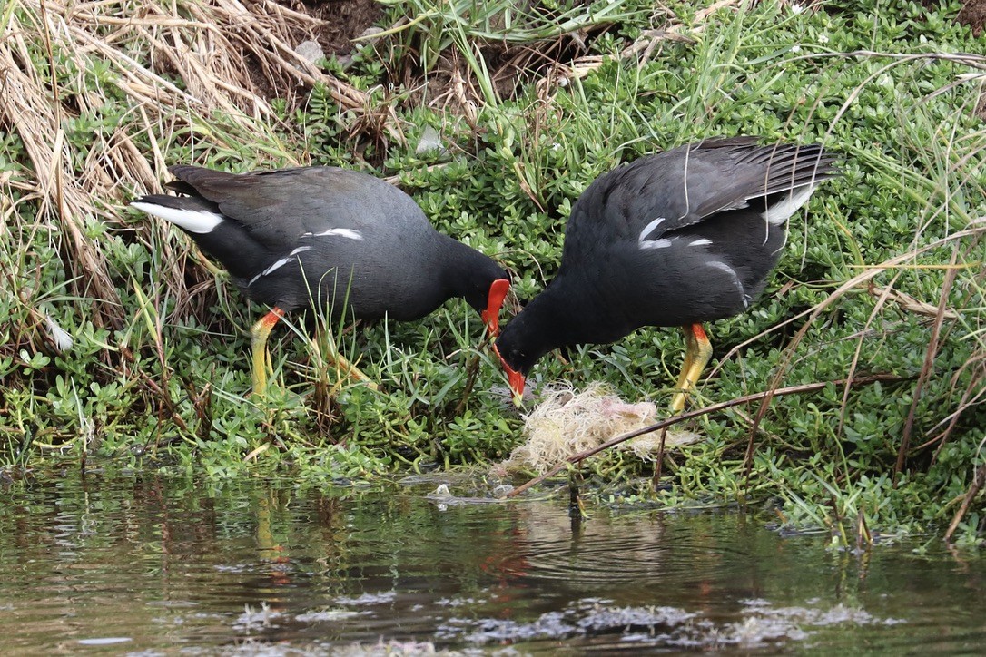 Common Gallinule (Hawaiian) - ML646955544