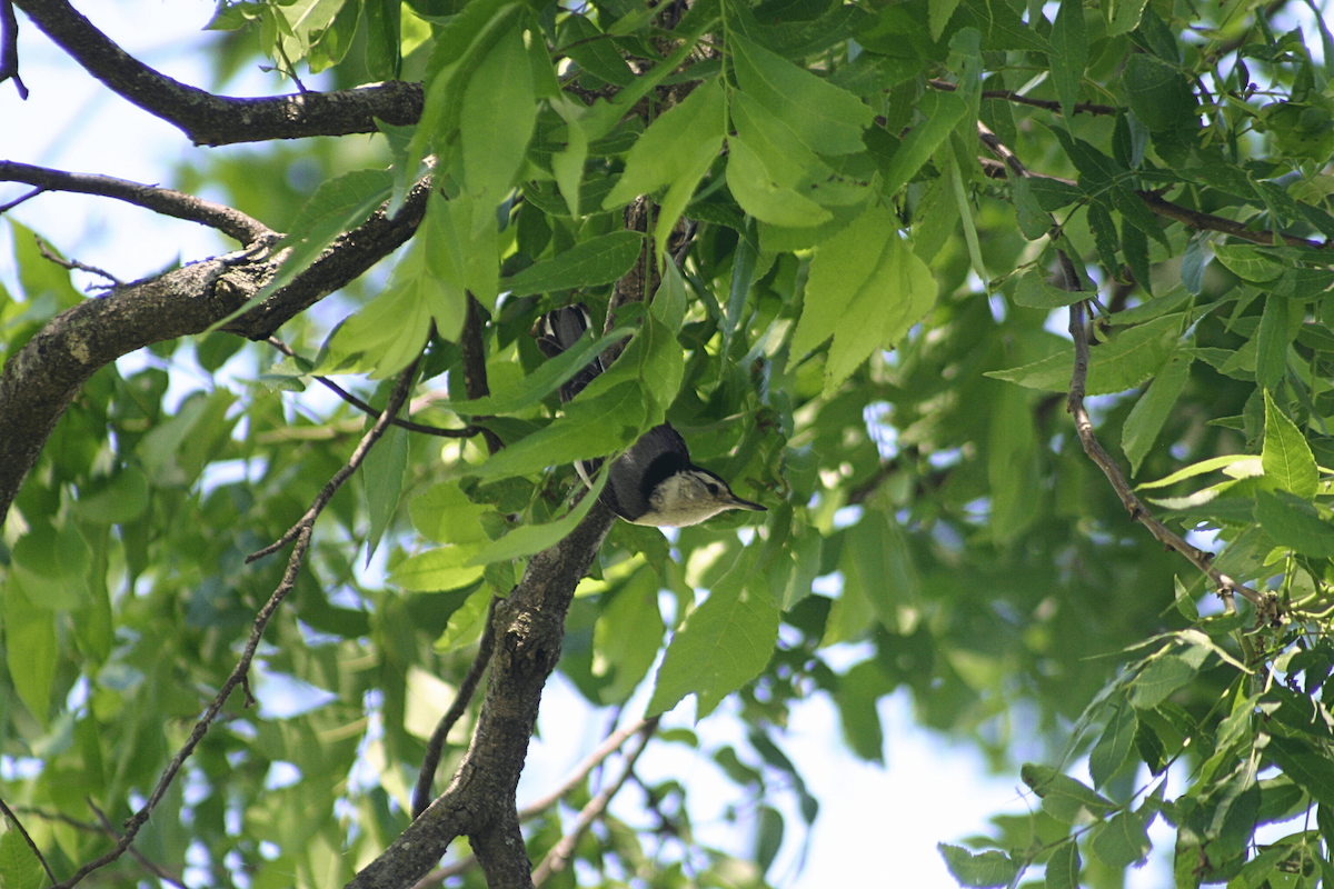 White-breasted Nuthatch - ML646955545