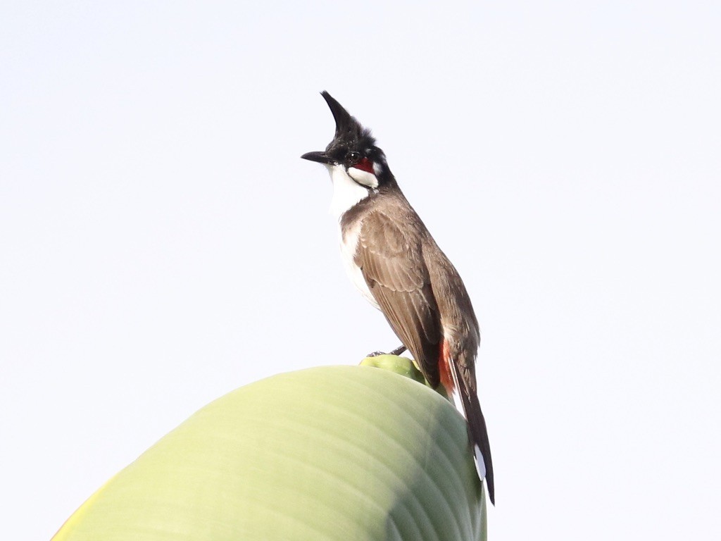 Bulbul masailgorria - ML646955548