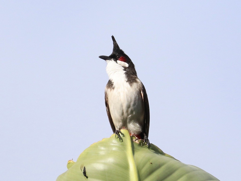 Bulbul masailgorria - ML646955549
